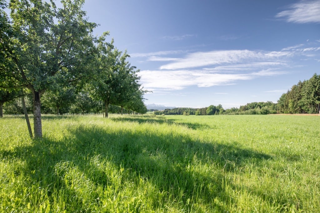Apfelbäume mit Blick auf Säntis